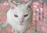 ルルちゃんのメモリアル写真　ペット葬儀日：２０１０年６月２５日　千葉県よりご依頼